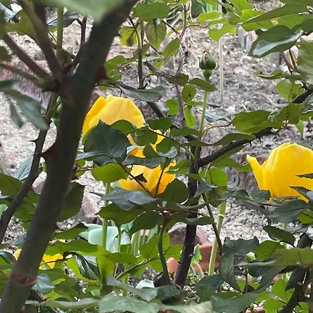 La Bonne Maison 3 - Nocleg ze śniadaniem 3*